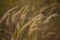 Spikelet of field grass in autumn at sunset