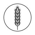 Spikelet of grain crop. Wheat, rye, rice Royalty Free Stock Photo