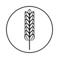 Spikelet of grain crop. Wheat, rye, rice. Royalty Free Stock Photo