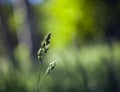 Spikelet of grass on a blurred background with bokeh
