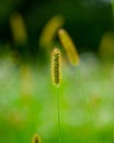 Spikelet of grass on a blurred background of meadows and forests