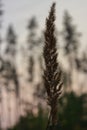 Spikelet of grass