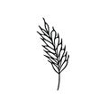 Spikelet hand drawn in doodle scandinavian minimalism style. single element, icon, sticker, poster, card. grain, cereal, harvest,