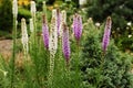 Spikelet Liatris (Liatris spicata) - original and very undemanding perennial.