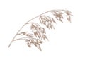 Spikelet of oat Royalty Free Stock Photo