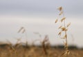Spikelet of oats against the background of an autumn yellow field