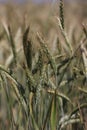 spikelet of oats in the field Royalty Free Stock Photo