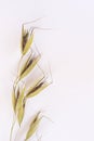 Spikelet of oats on white background. Top view