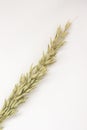 Spikelet of oats on white background. Top view