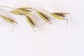 Spikelet of oats on white background. Top view