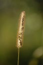 Spikelet plant in the summer green field grows