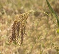spikelet of ripe millet of golden and yellow color