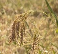 spikelet of ripe millet of golden and yellow color