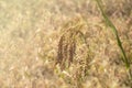 spikelet of ripe millet of golden and yellow color