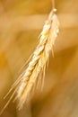 Spikelet of ripe wheat