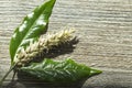 A spikelet of ripe wheat with green leaves on a wooden surface