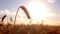 Spikelet on sun background.