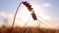 Spikelet and sun in background.