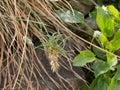 Spikelet of vivipary grass Sesleria rigida