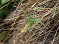 Spikelet of vivipary grass Sesleria rigida