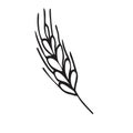 Spikelet of wheat in doodle style. Simple black and white sketch of wheat, barley or rye stalk for bakery products, flour,