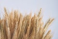 Spikelet wheat ears and copy space on white background.