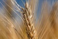 Spikelet of wheat. A field of golden wheat.