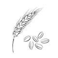Spikelet of wheat and grain outline. Black and white silhouette Royalty Free Stock Photo