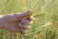 Spikelet of wheat in hand, in fingers