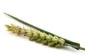 Spikelet of wheat isolated on white background close up. Half ripe ear of grain Royalty Free Stock Photo