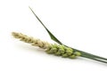 Spikelet of wheat isolated on white background close up. Half ripe ear of grain Royalty Free Stock Photo