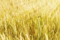 Spikelet of wheat in rays of summer sun. Sun shine at wheat Royalty Free Stock Photo