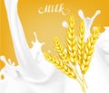 spikelet wheat vector illustration milk