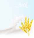 spikelet wheat vector illustration spikelet wheat vector illustration