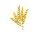 spikelet wheat vector illustration spikelet wheat vector illustration