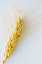 Spikelet wheat on a white background