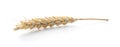 Spikelet on white background. Healthy grains