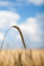 Spikelets against the background of the spikelet field