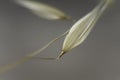 Spikelets of avena barbata, wild oats, against blurred background Royalty Free Stock Photo