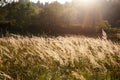 Spikelets on the background of the sunset. Sunny day.