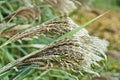 Spikelets of chinese silver grass