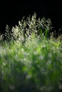 Spikelets in the counterlight. Royalty Free Stock Photo