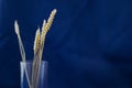 Spikelets in a glass on a dark blue background. Coming spring concept with place for text.