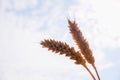 Spikelets gold color, backlit, blue sky, natural background. ripening wheat backlit by the setting sun