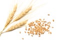 Spikelets and Grains of Wheat on a White Background. top view