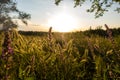 Spikelets grass and blooming salvia sage field. Summer meadow at sunset. Wild flowers and wheat in the bright rays& Royalty Free Stock Photo