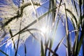 Spikelets grass in bright sunlight