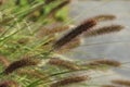 Spikelets and grass of different shades of green and brown