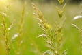 Spikelets of grass in the sunlight