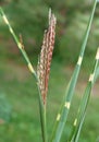 Spikelets of Grass Zebrinus Royalty Free Stock Photo